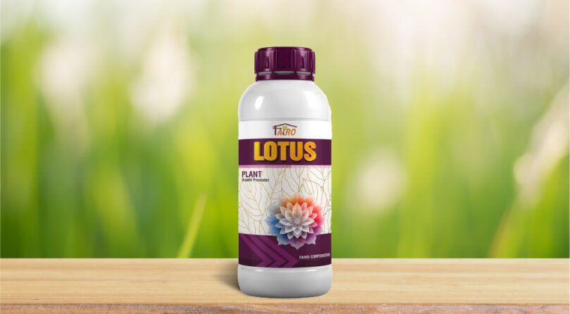 LOTUS