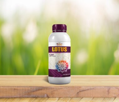 LOTUS