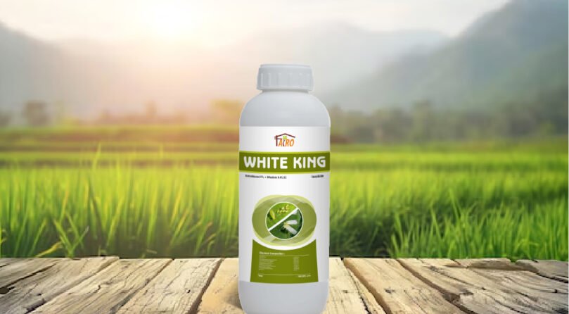 White-King